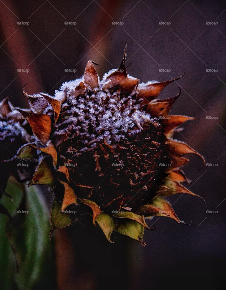 Frozen sunflower