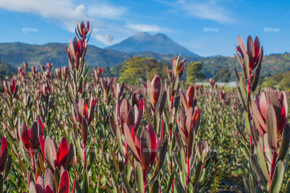Picture of a protea growing farm with volcanoes in the background.