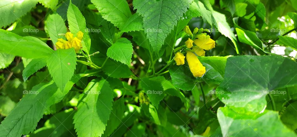 Beautiful Portrait of Plant Flower #Foap #OriginalContent #NaturalPicture