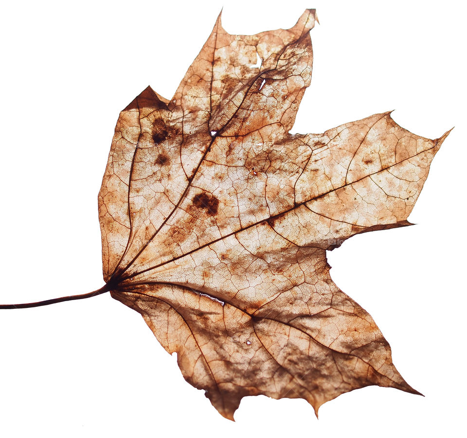 Dried fallen autumn maple leaf on a white background.