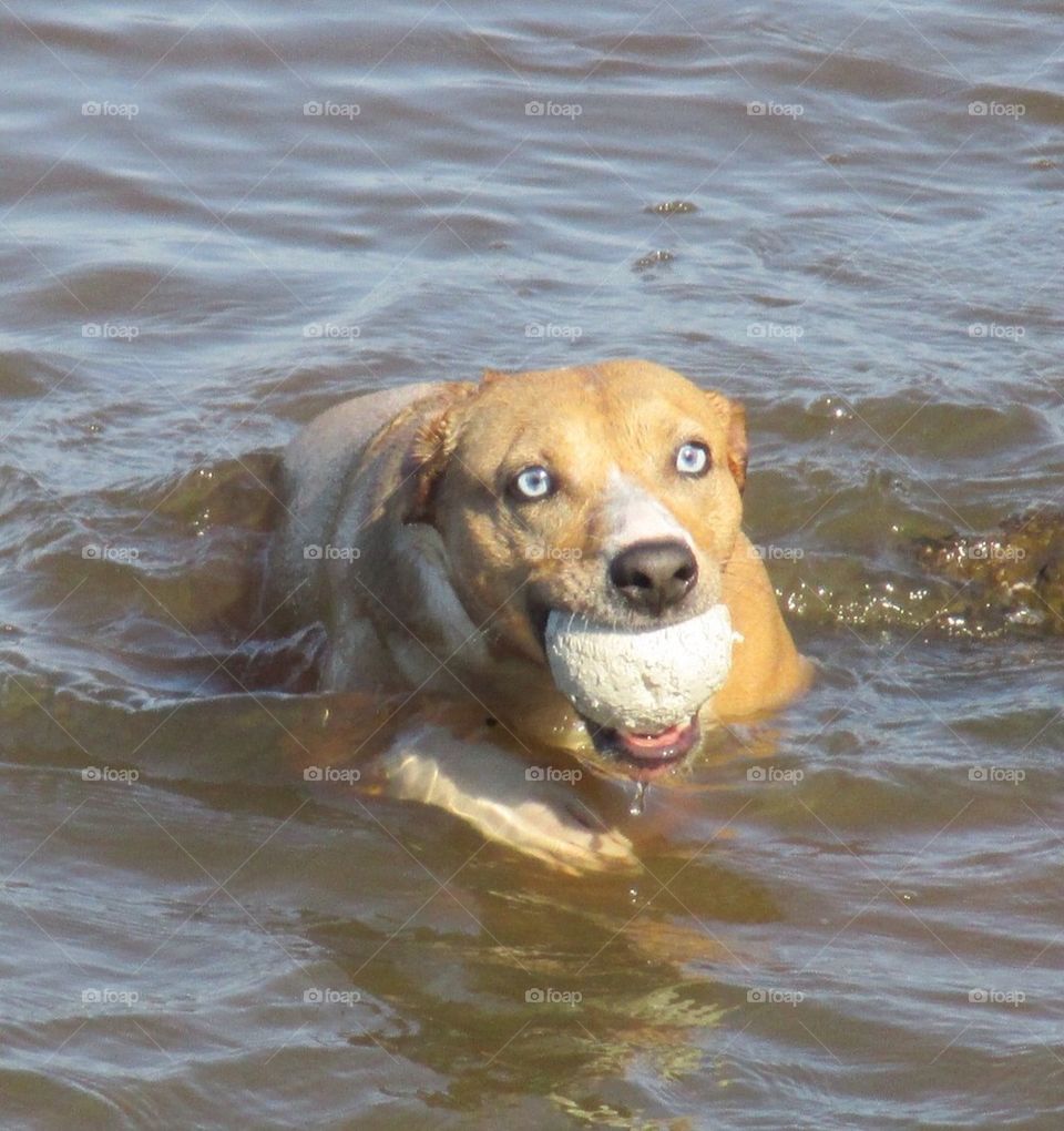 Dog swims for ball