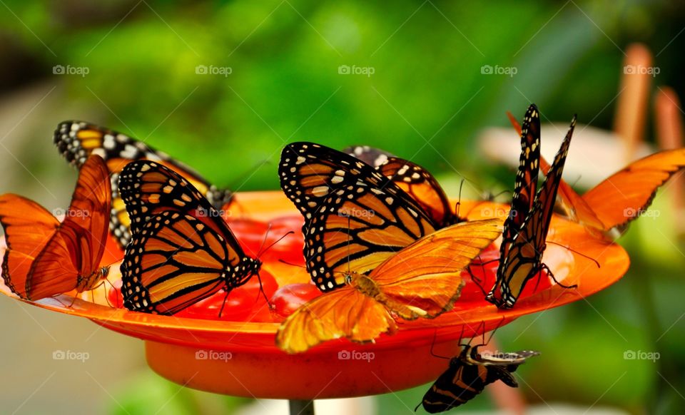Butterfly, Insect, Nature, No Person, Summer
