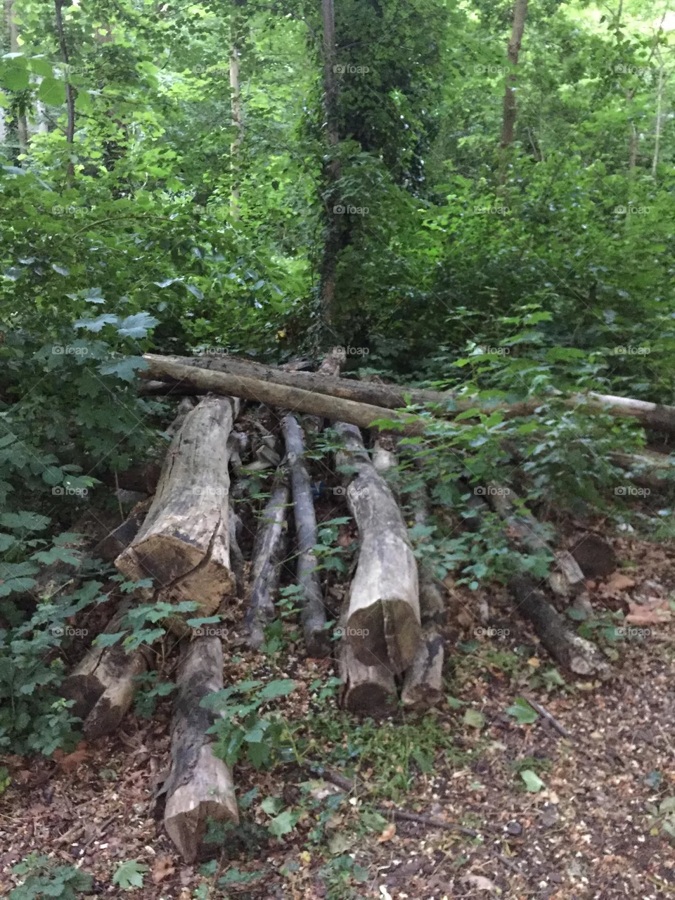 Wald Baumstamm 