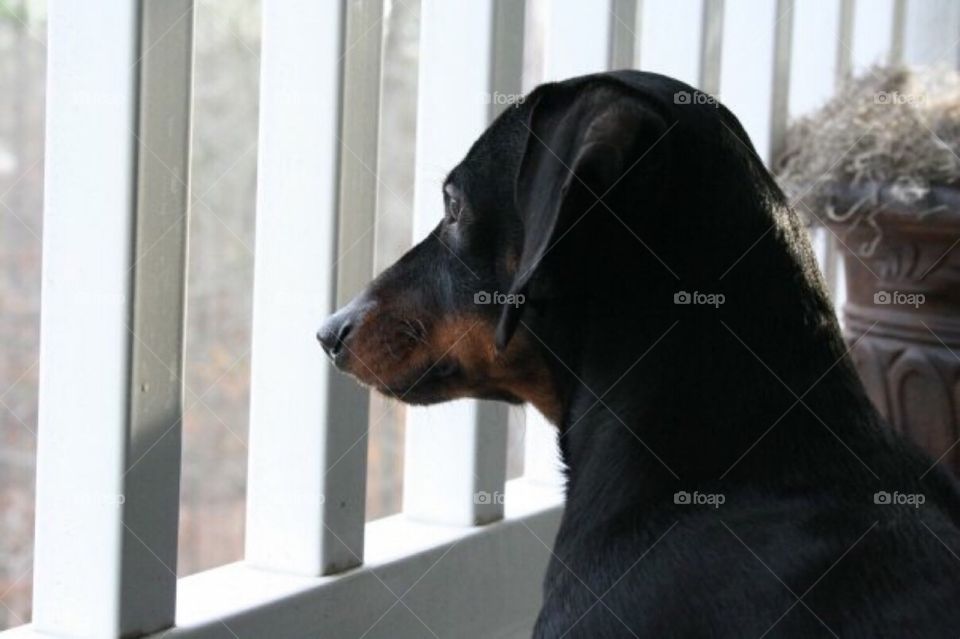 My buddy Tundra. Dachshund 