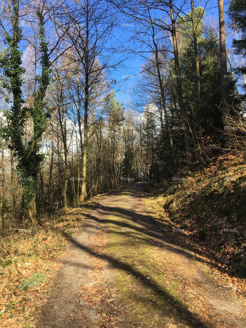 Nice road in woods 