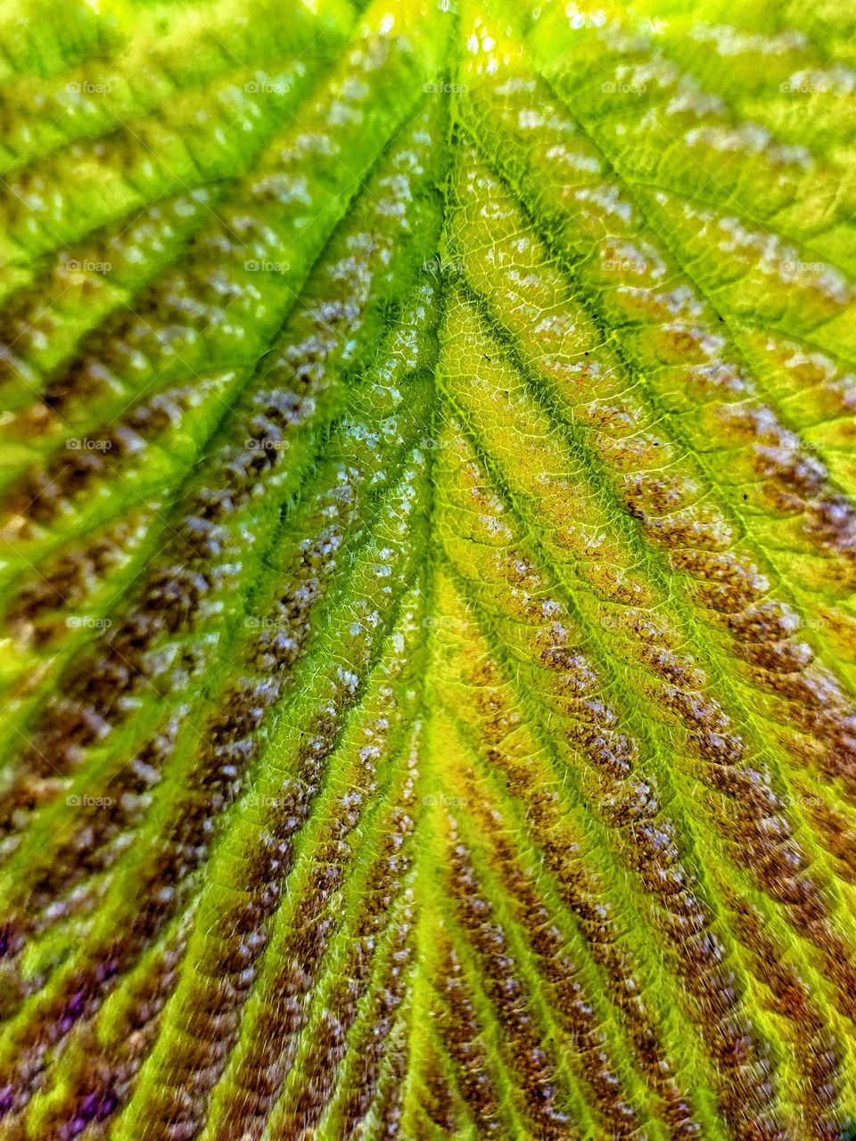 macro view of a tree leaf