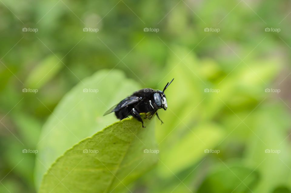 Carpenter Bee On Leaf Edge