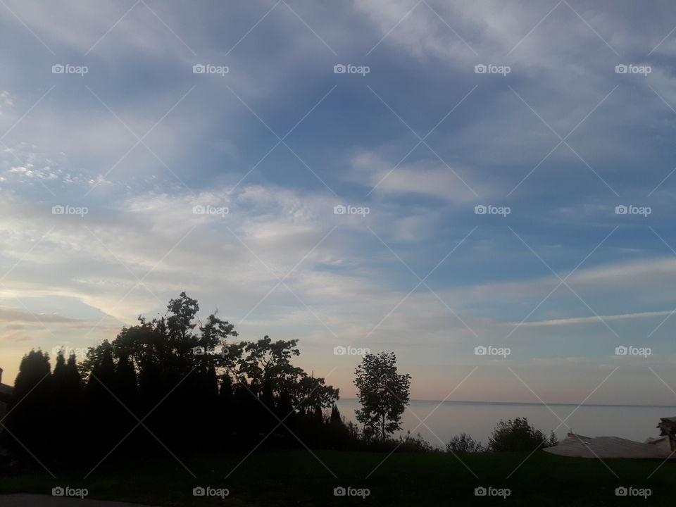 silhouettes of leaves