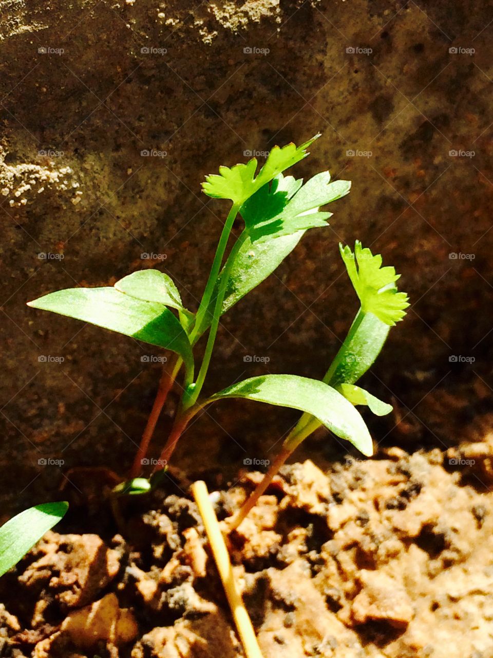 Green coriander .... Little plant st