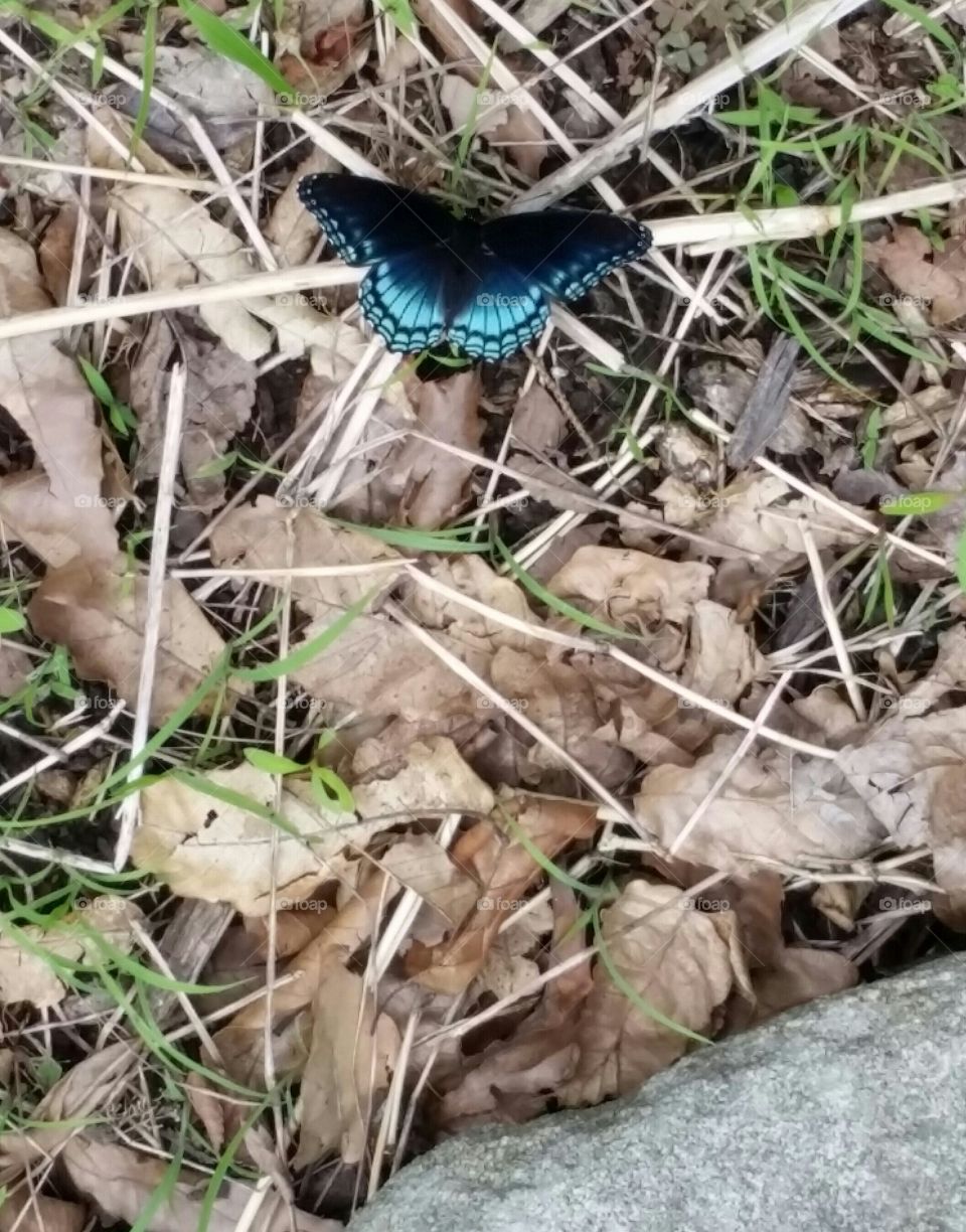 Indiana Butterfly