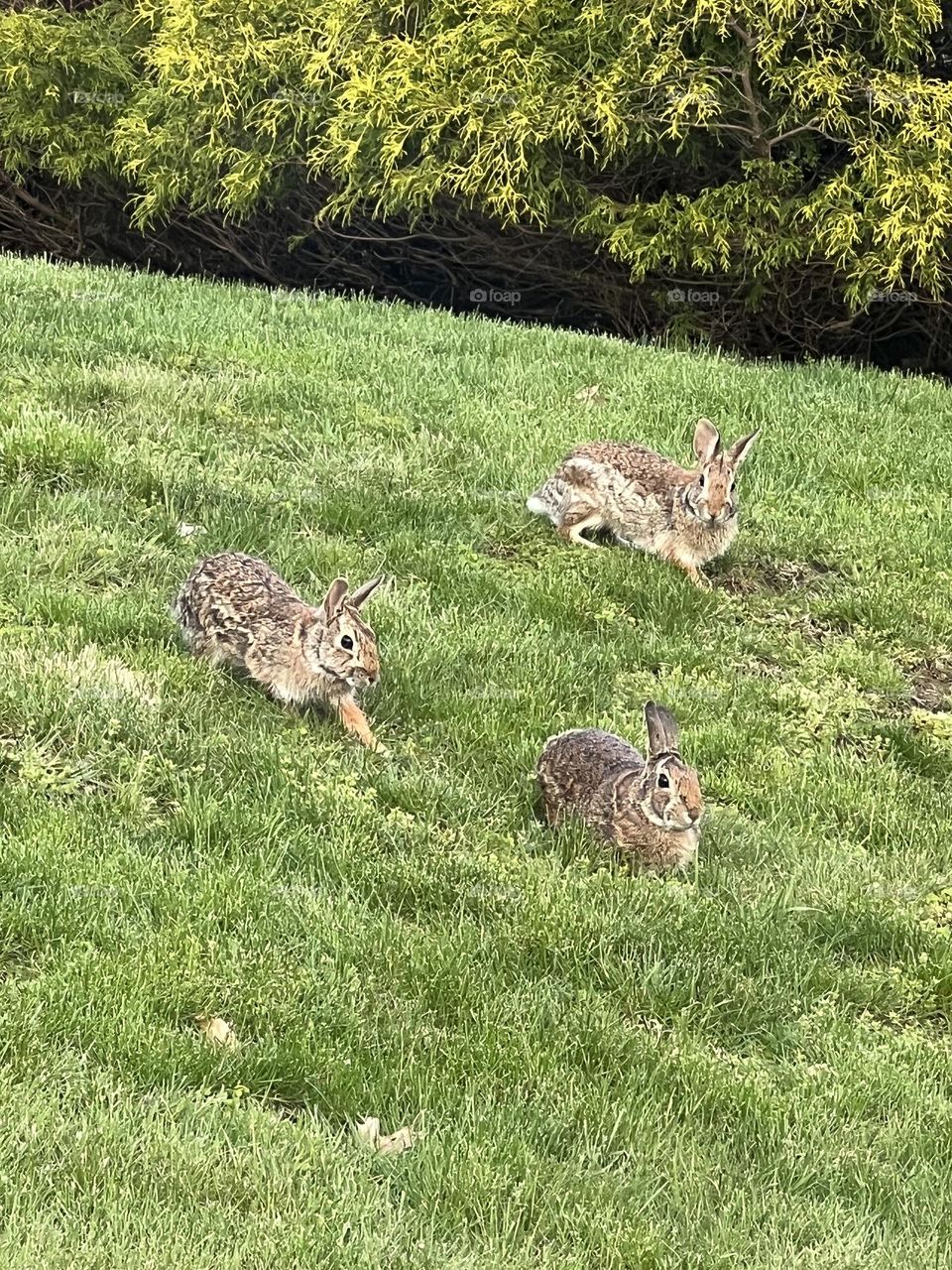 Three bunnies 