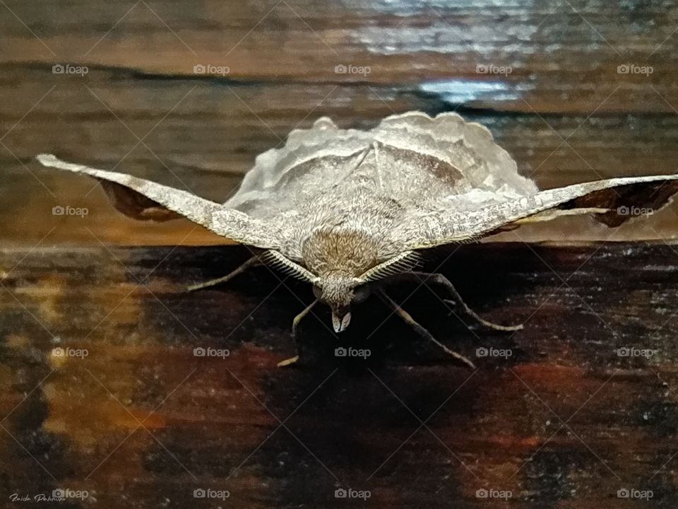 Moth