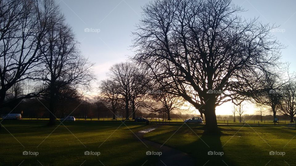 Scenic view of bare trees on grass land