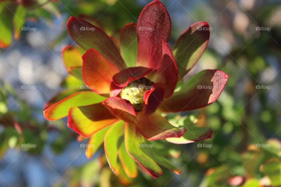 A vibrant close up of a Leucadendron in the morning sun