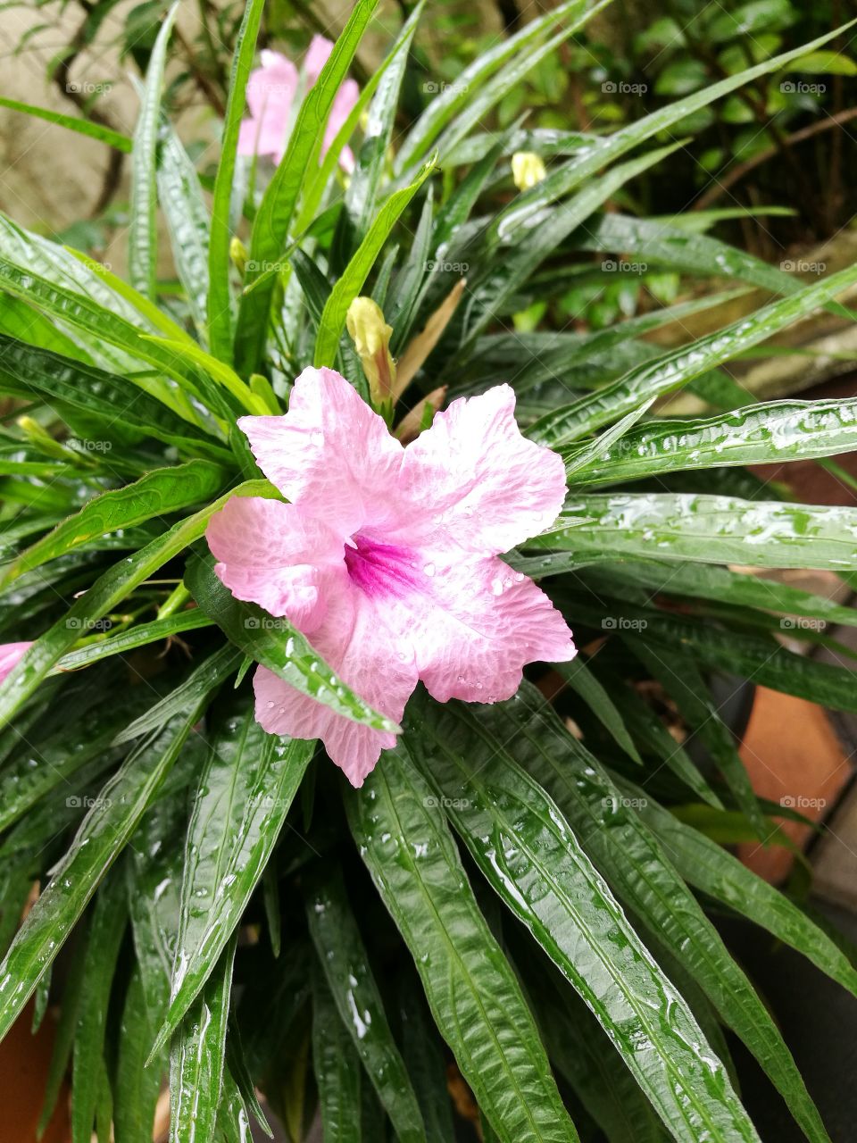 Closeup of pink waterkanon flower with water drops on green leaves.