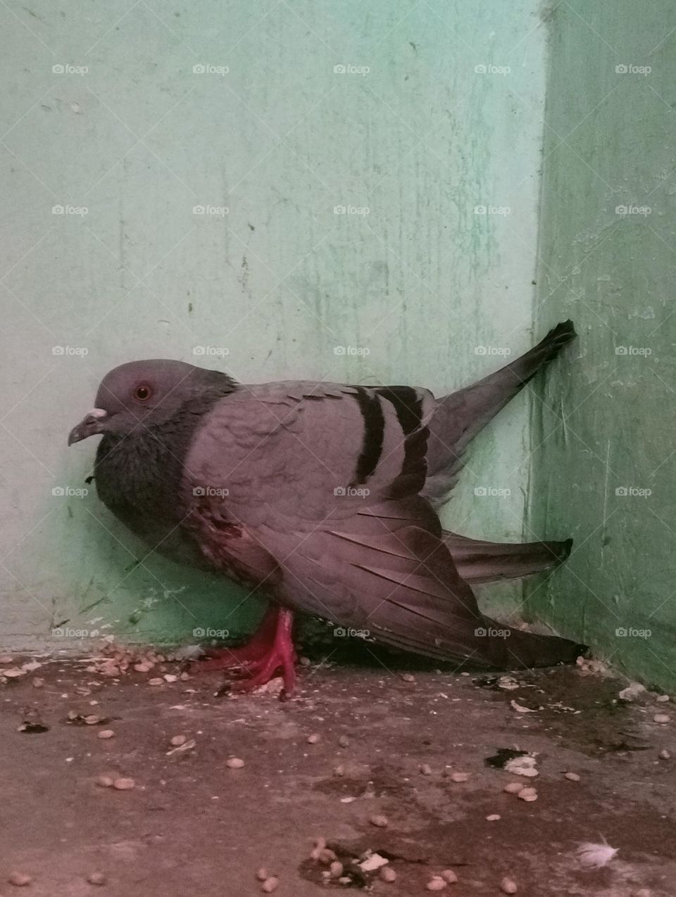 Pigeon