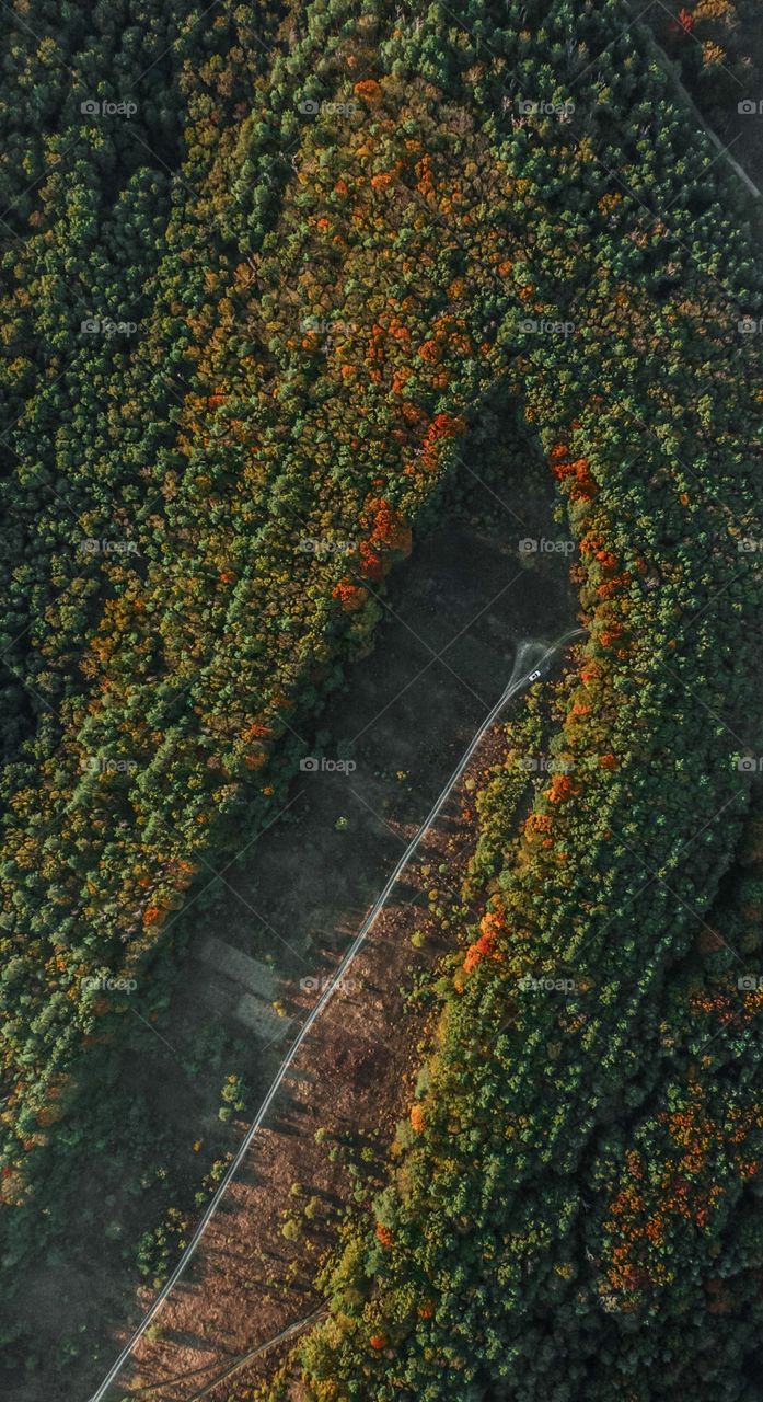 Autumn forest on the hill 