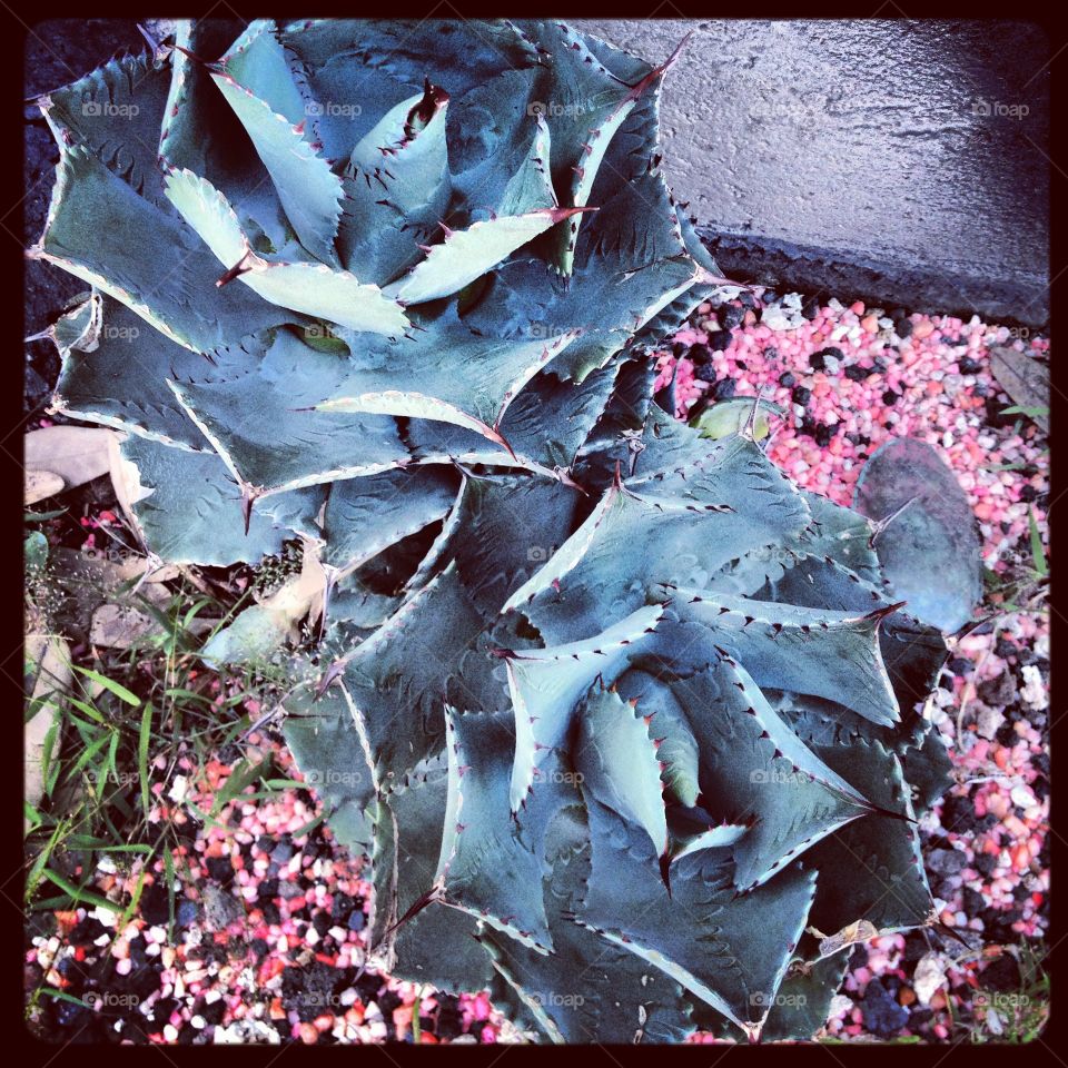 Succulents