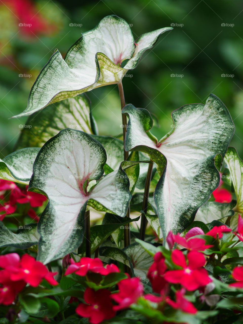 White elephant ears and flowers