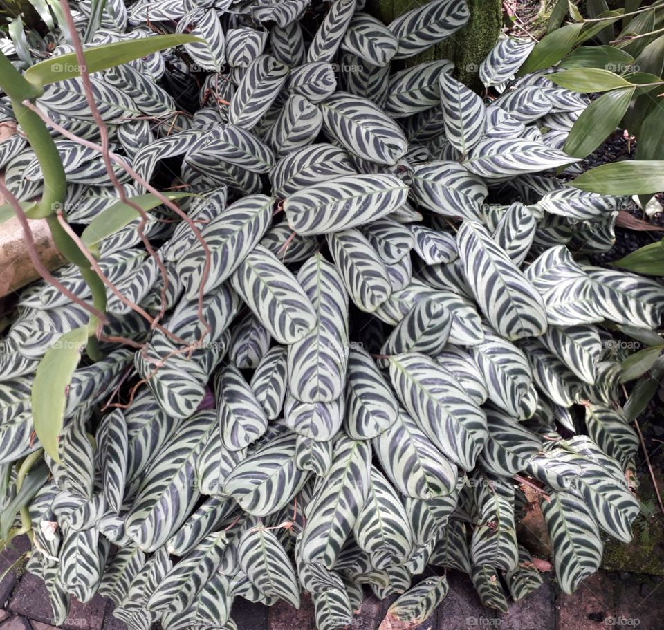 Pattern leaf