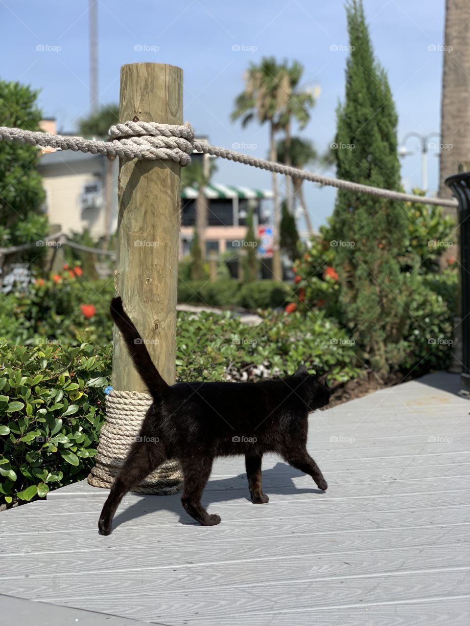 Black cat walking 