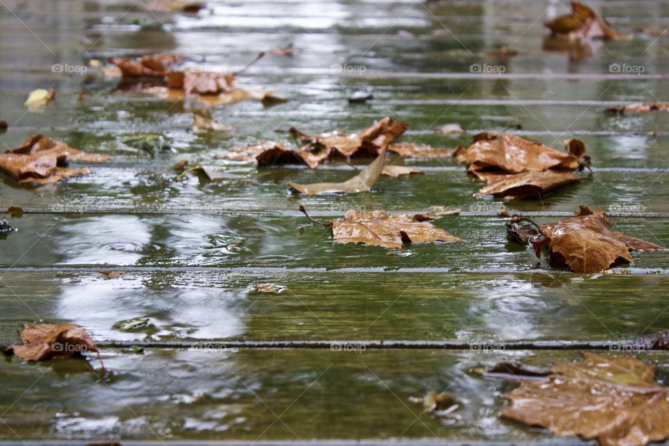 Angled, reflective view of soggy, autumn leaves and ripples on a rain-drenched wooden surface