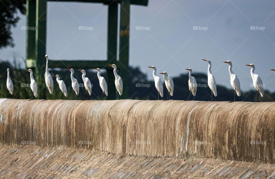 A photo shows the group of egrets sitting on the row and ready for the roll call
