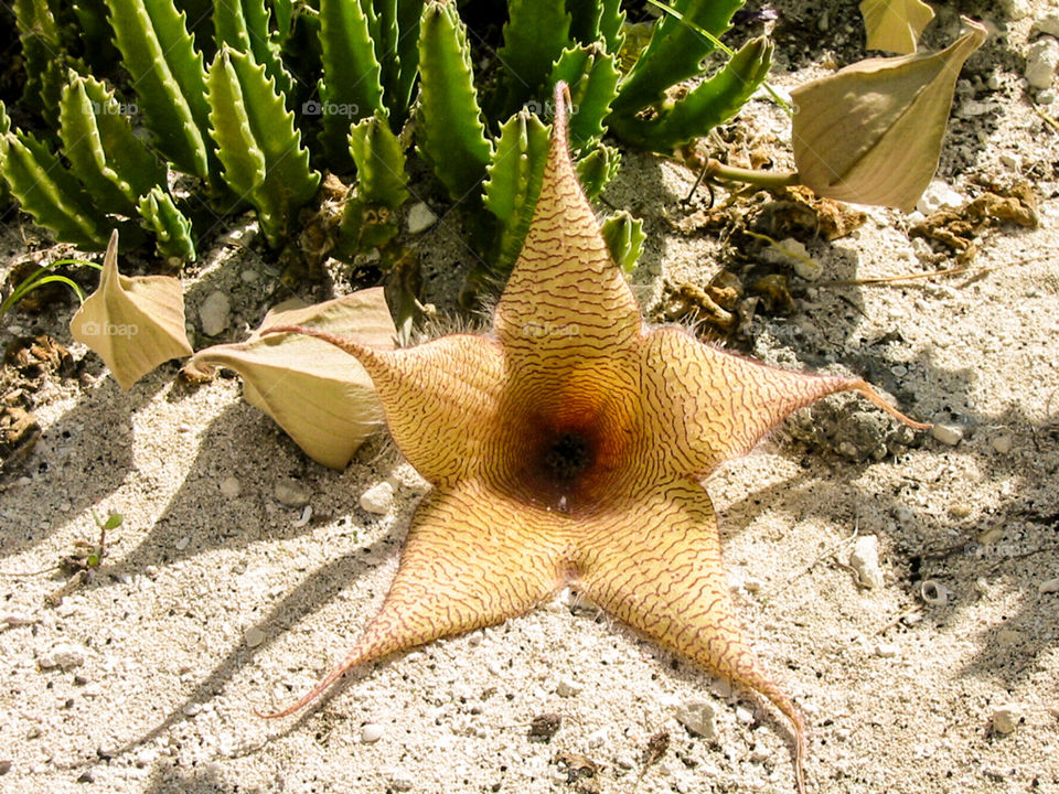 Cactus flower. 