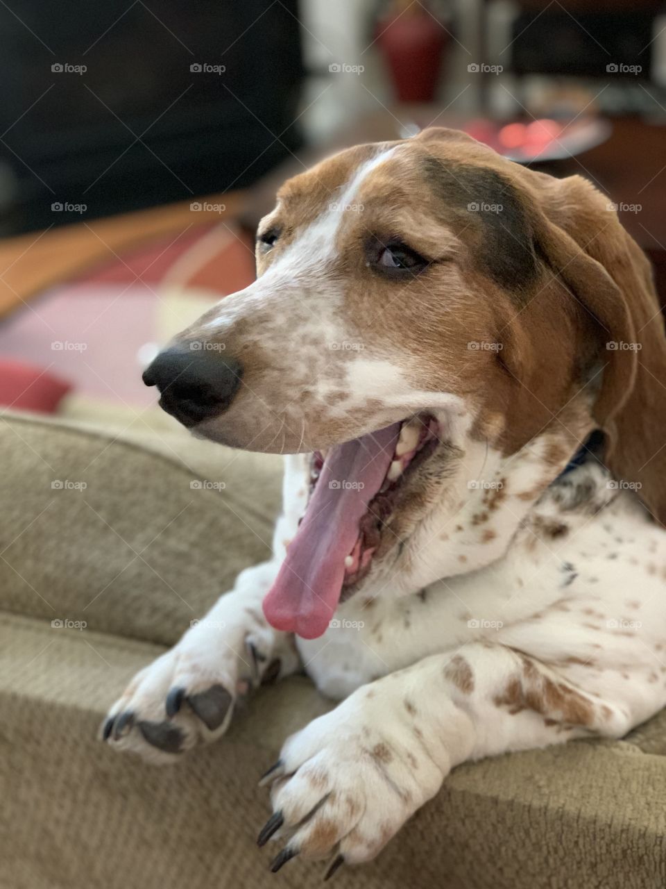 Yawning dog