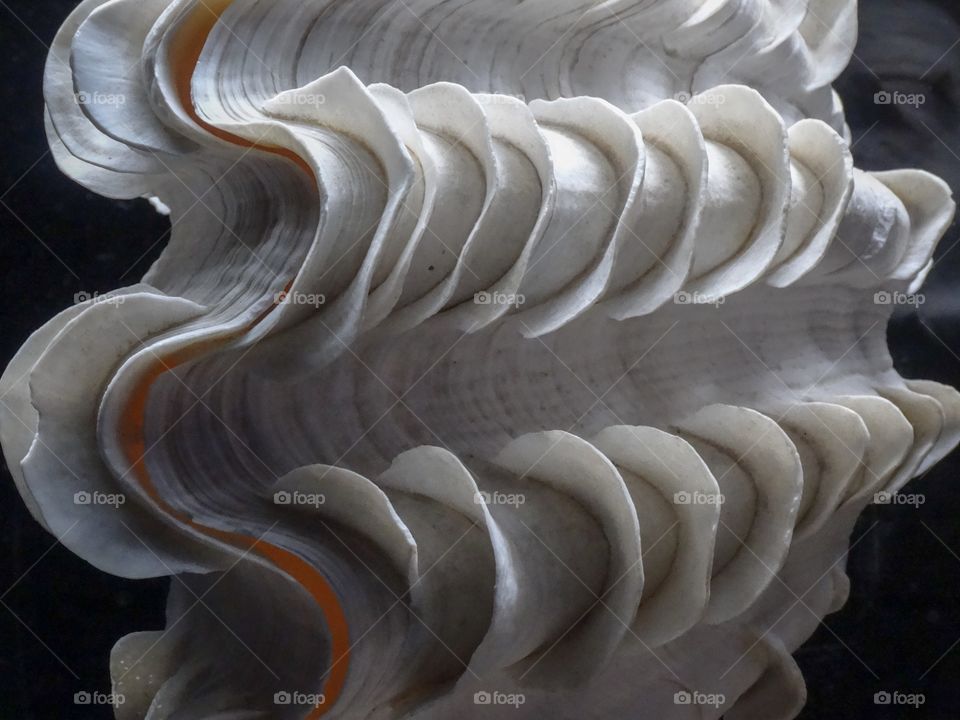 White seashell