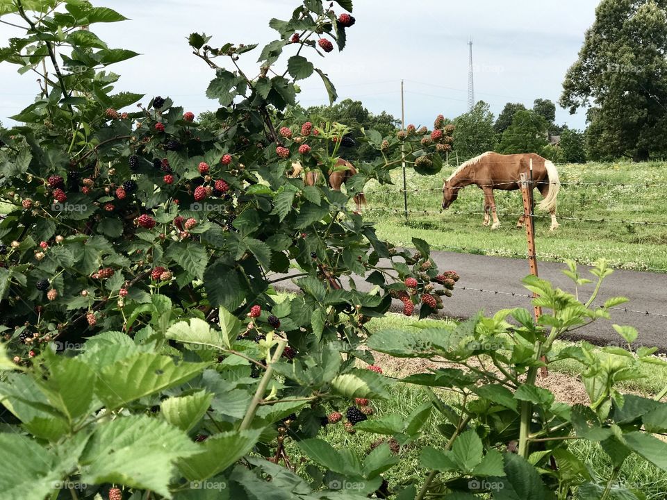 Horse and berries 