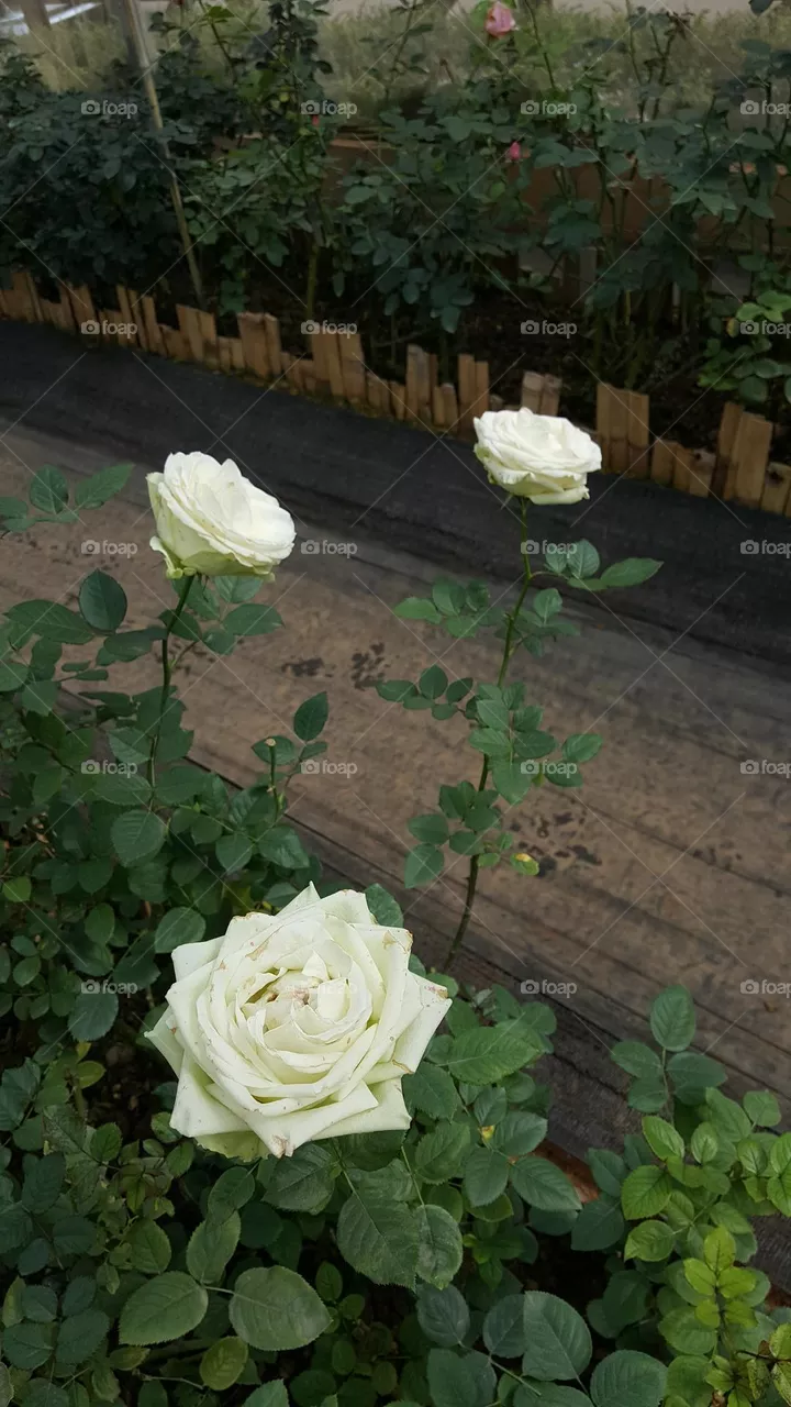 multicolored rose
