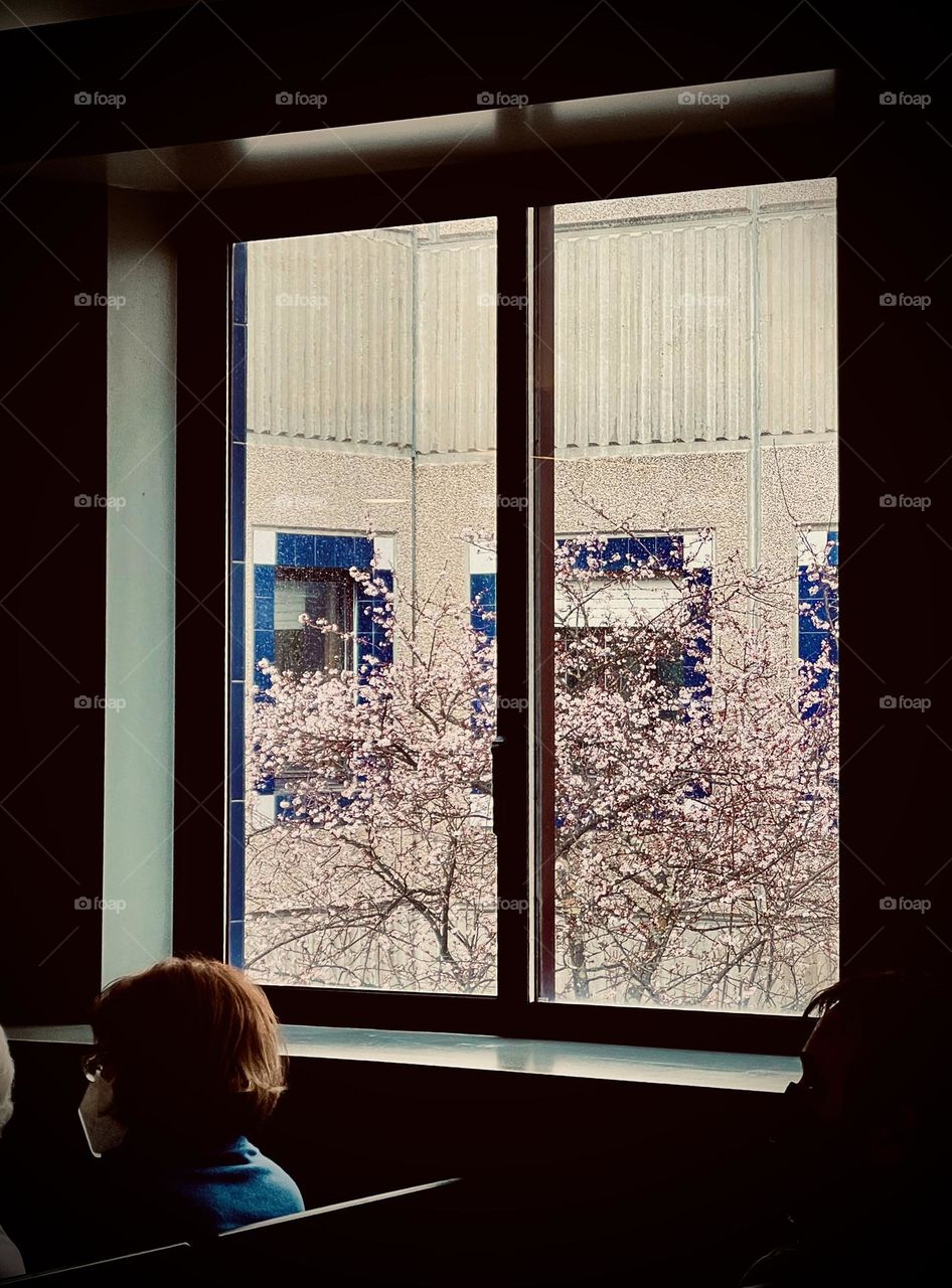 Flower blossom outside window 