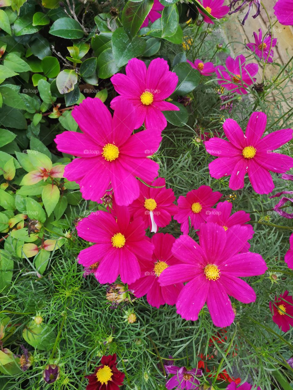 Cosmos In Full Colour, Bright, Bold, Beautiful Blooms.