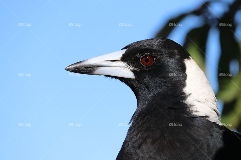 Profile head shot wild magpie closeup