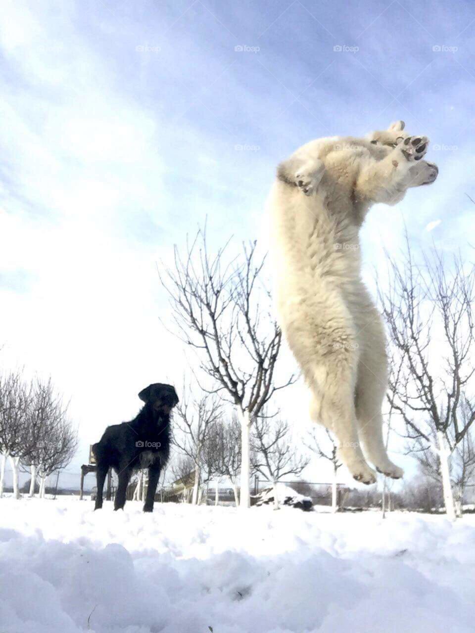 dog jump