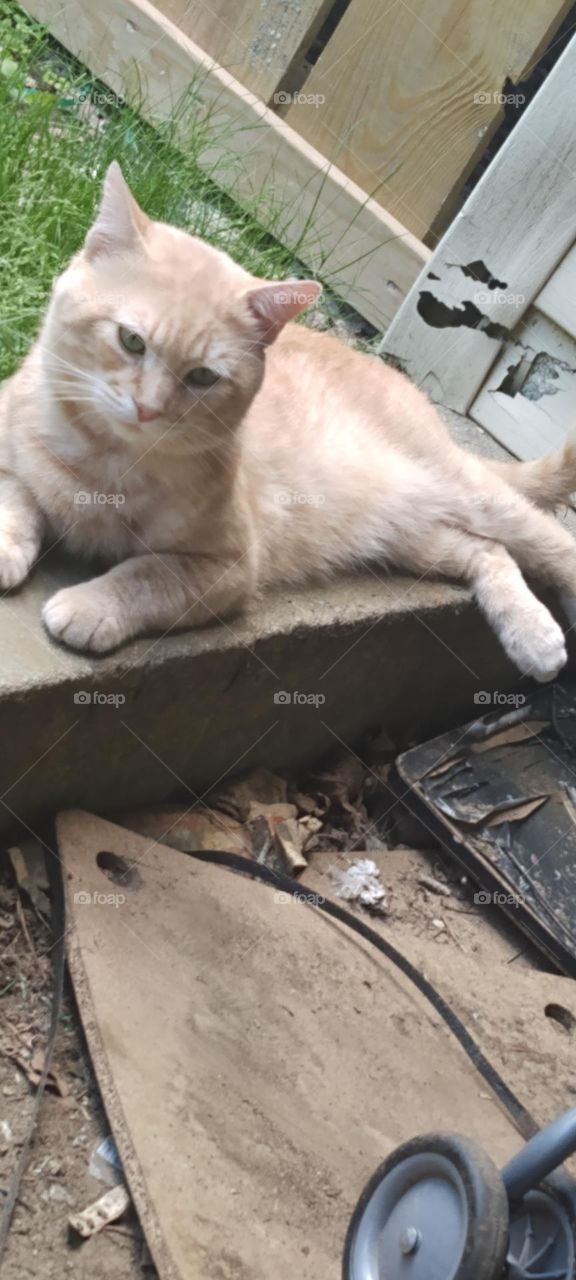 Mylo stray cat and my friend