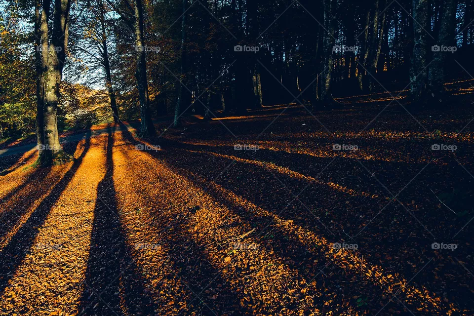 beech trees in autumn, abruzzo, italy