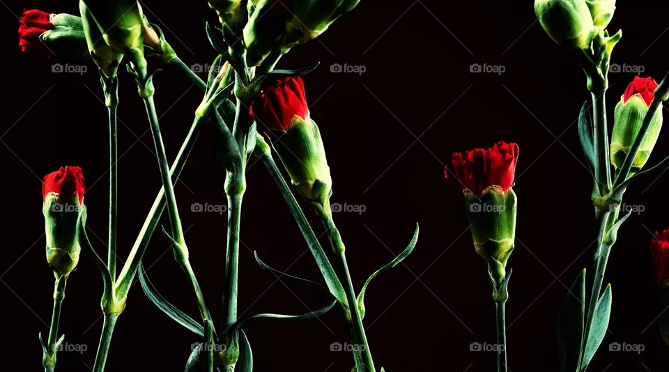 flower03