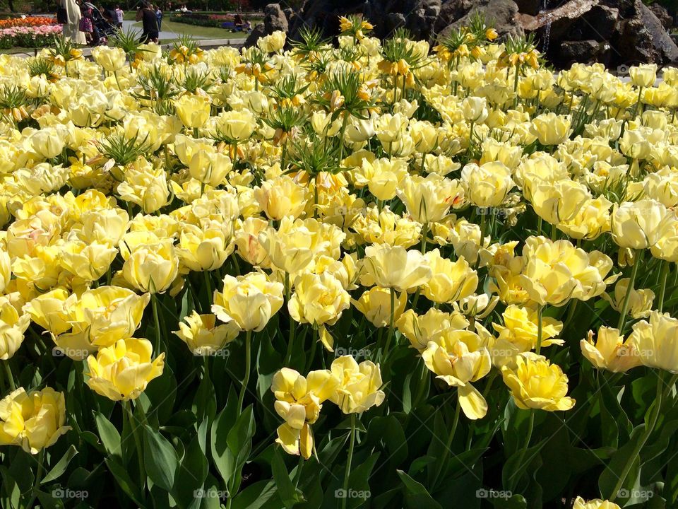 Tulip fest