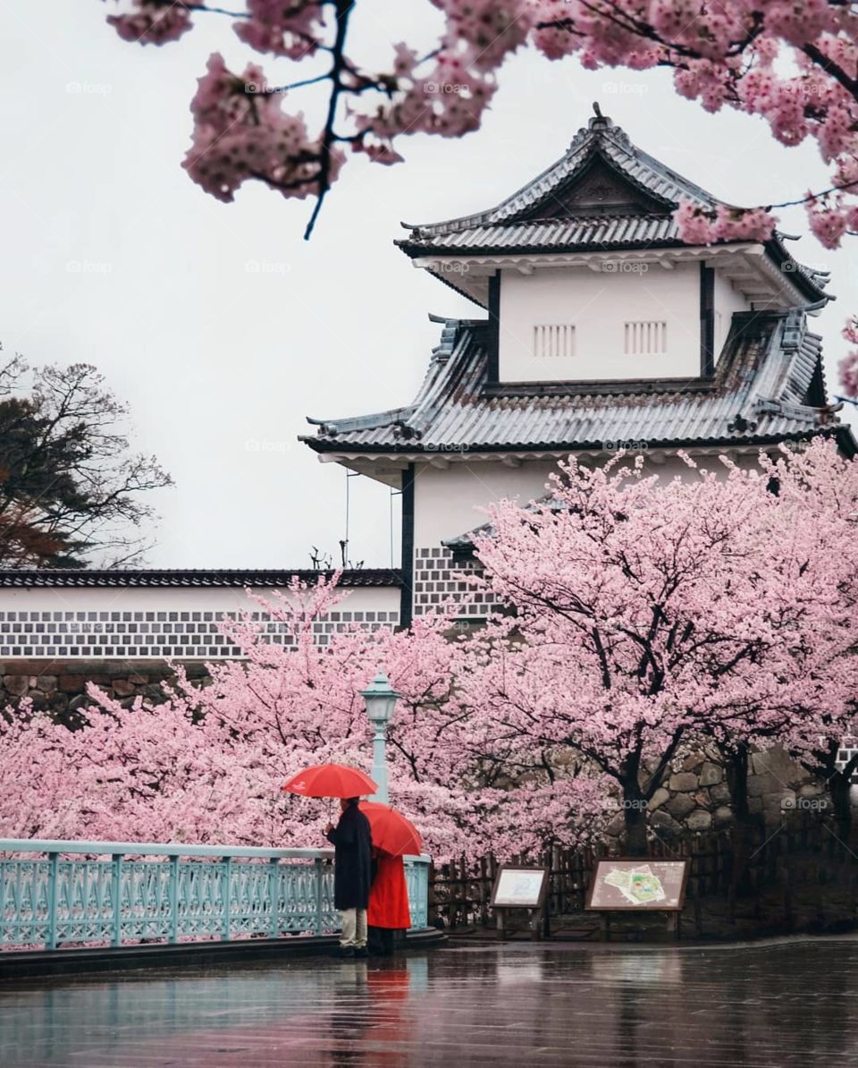 Sakura in Japan
