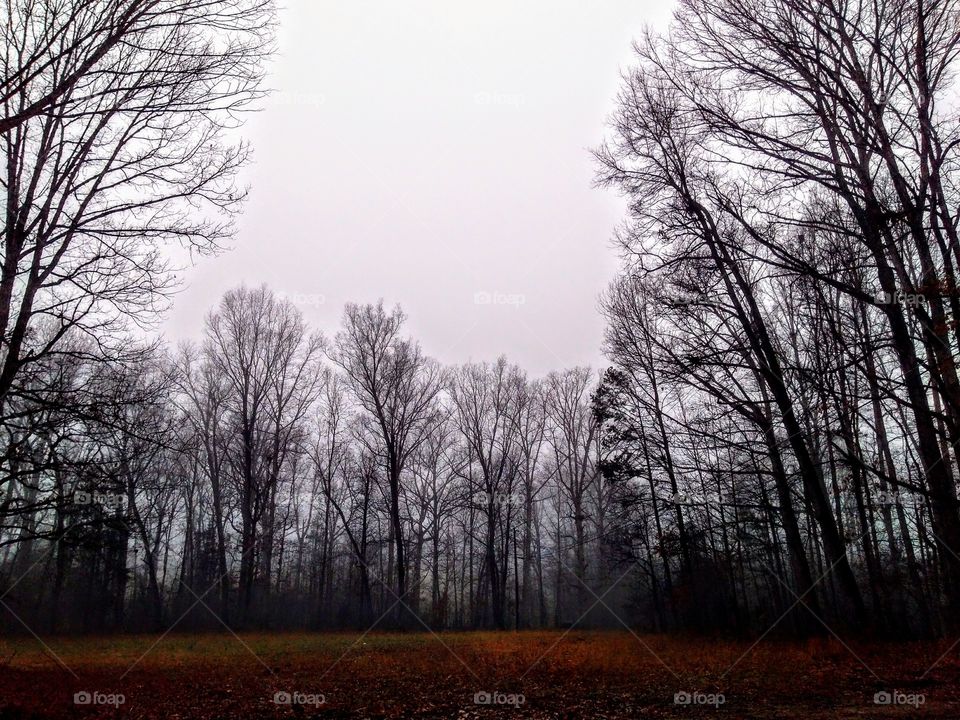 Foggy Day
