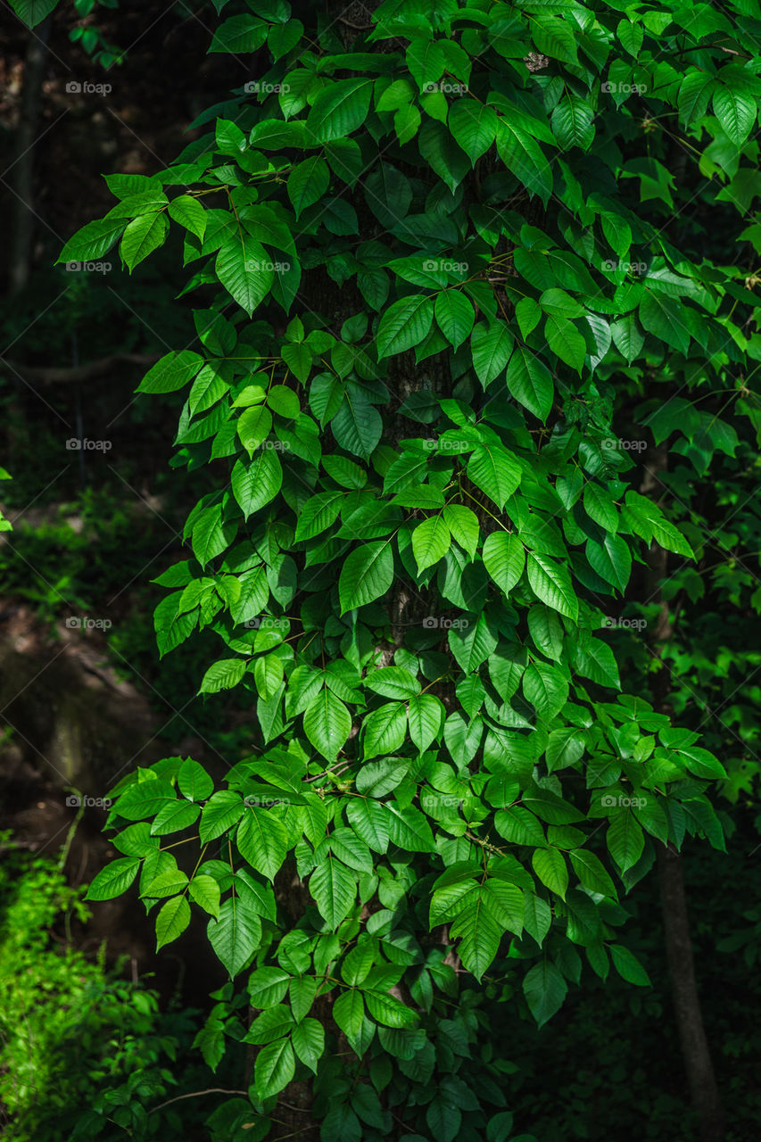 LEAVES