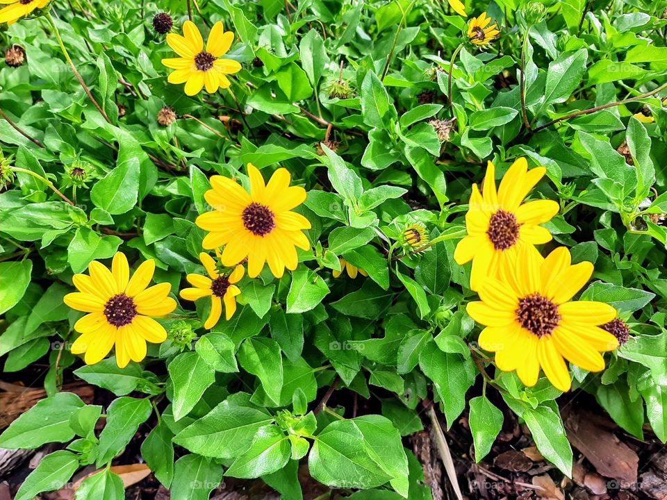 Silvester flowers or black eye Susan showing brightly yellow over green leaves meaning to warm visually spring is near.