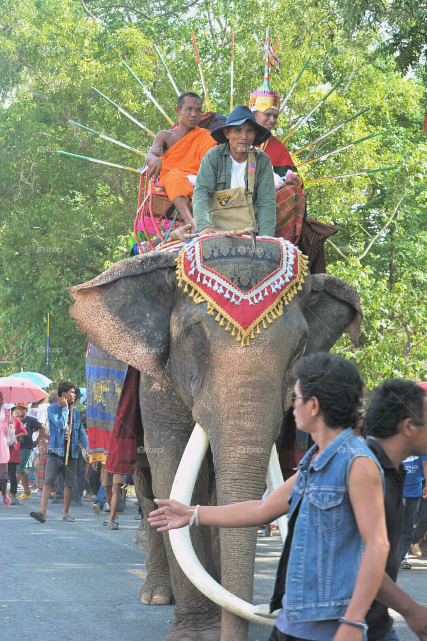Tradition ordination Surin Elephant