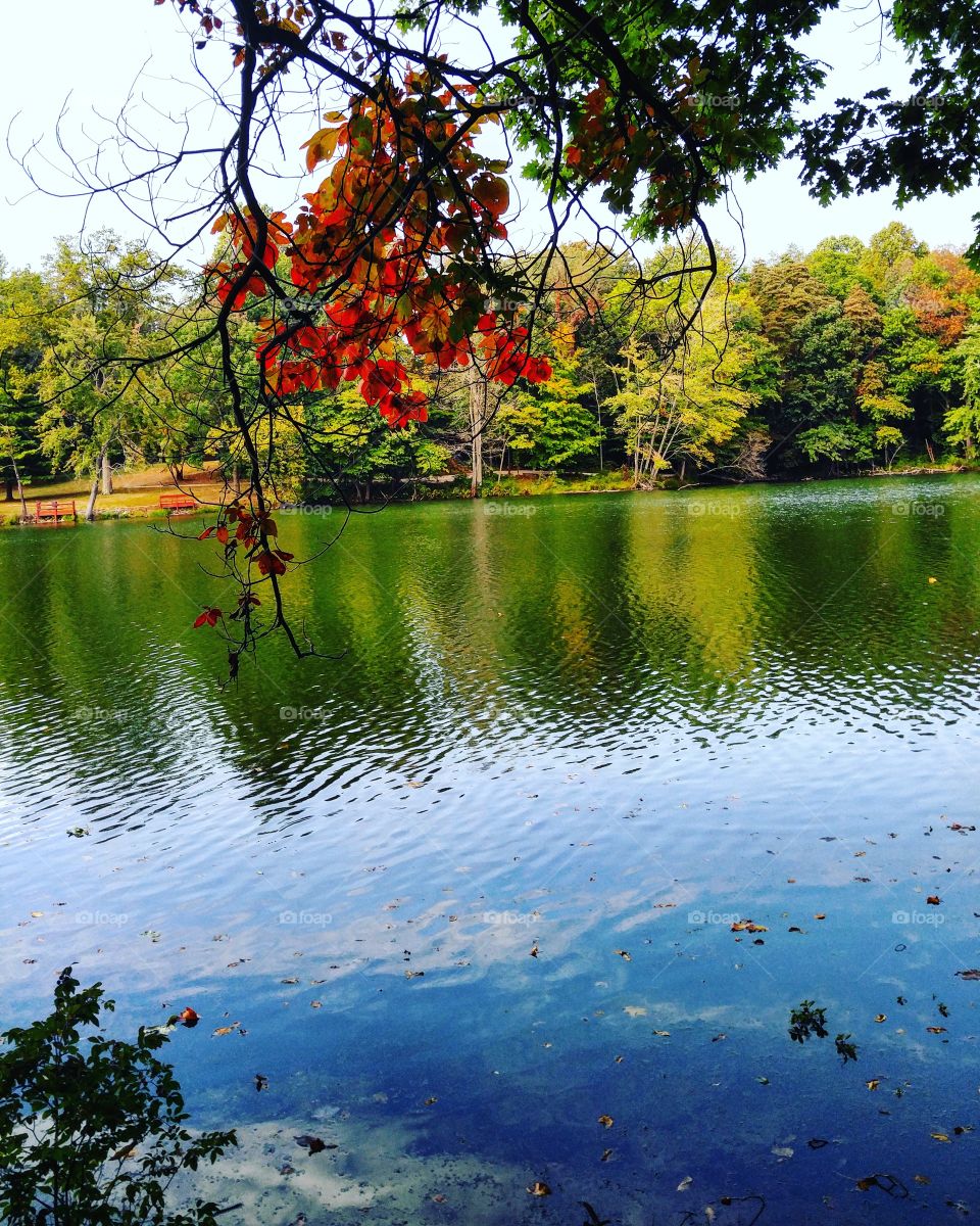 Tree, Lake, Leaf, Nature, Fall
