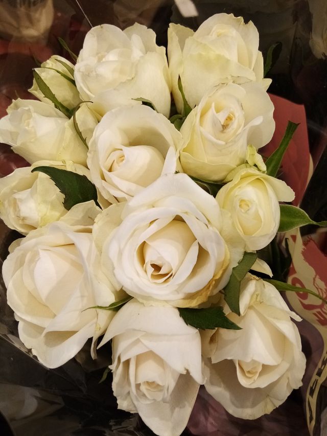 Blumen Rosen
