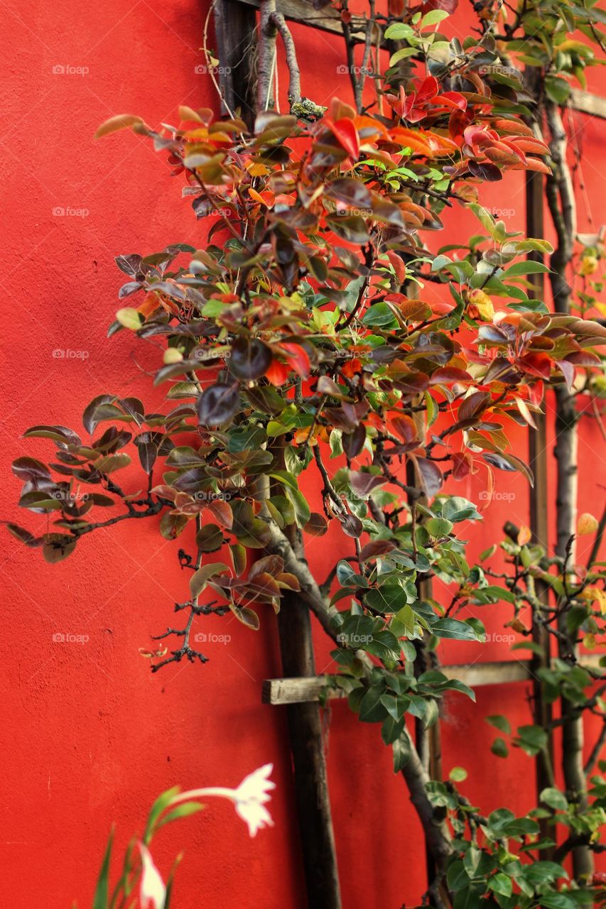 Espaliered fruit with autumn colored leaves on an orange wall