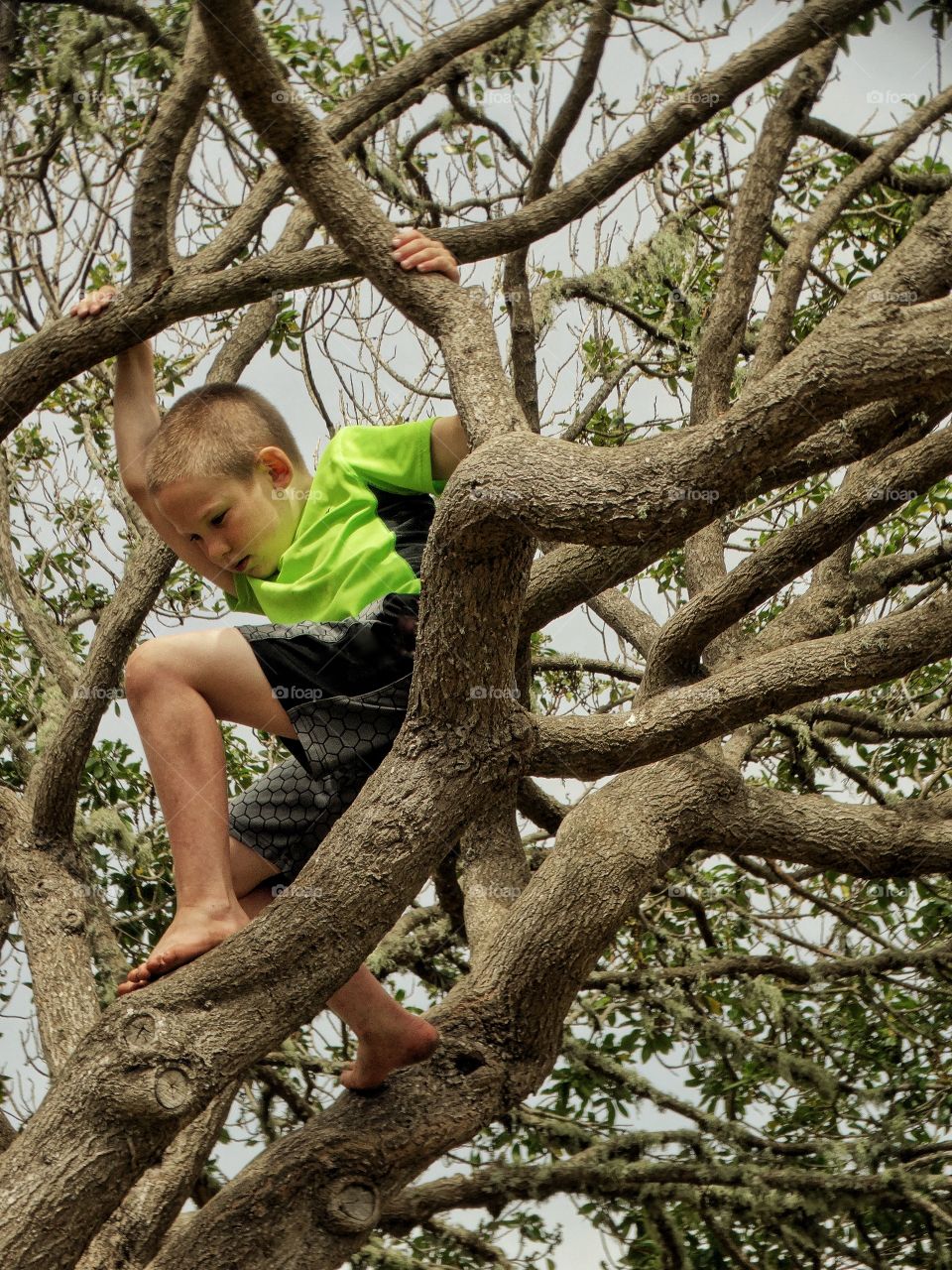 Young Boy Climbing A Tree

