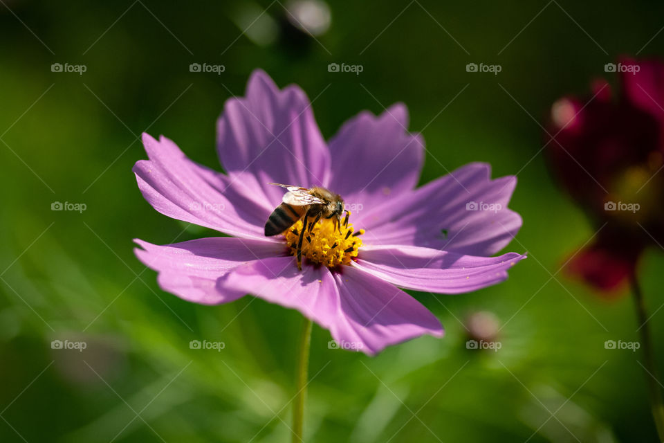 Honey Bee on Cosmos
